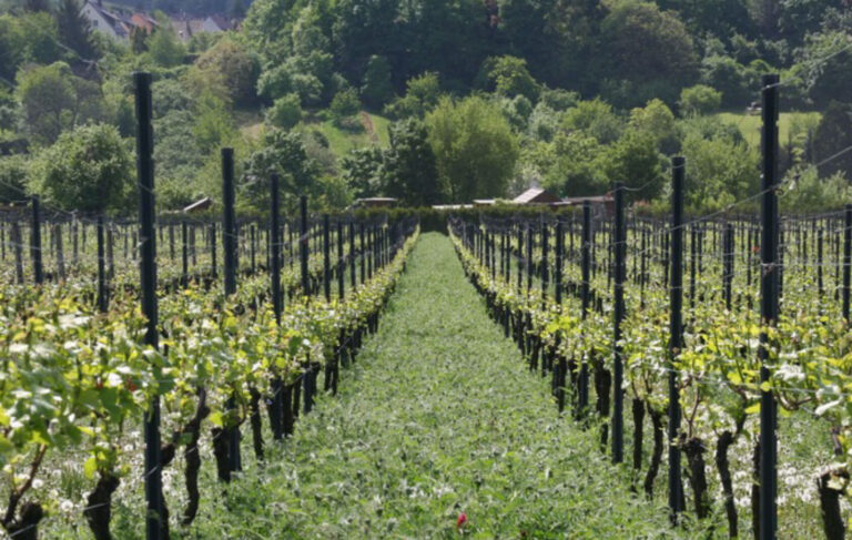 gss-gips-schuele-stiftung-historie-riesling