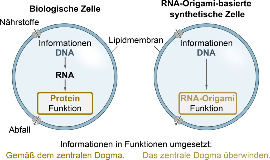 Ansatz zur Entwicklung RNA-Origami-
basierter Strukturmodule für synthetische Zellen. Biologische Zellen folgen dem zentralen Dogma der Molekularbiologie: DNA dient als Vorlage für RNA und RNA steuert die Proteinsynthese. Dieser Prozess erfordert das koordinierte Zusammenspiel zahlreicher Gene. Im Gegensatz dazu benötigt eine synthetische Zelle auf RNA-Origami-Basis deutlich weniger molekulare Komponenten und bleibt 
dennoch evolvierbar. Im Inneren der 
synthetischen Zelle wird eine DNA-Vorlage durch die RNA-Polymerase in RNA umgeschrieben. Die entstehenden 
Moleküle falten sich zu einzelnen Bausteinen, die sich anschließend selbst zu komplexen RNA-Origami-Nanoröhren zusammensetzen. 