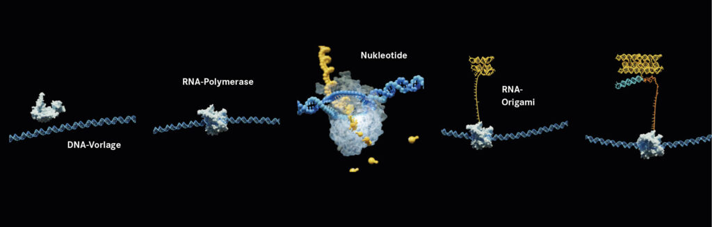 So entsteht ein künstliches Zytoskelett aus RNA-Origami: Eine Polymerase liest die DNA-Vorlage und produziert einen RNA-Strang, der sich selbst in die vorgesehene Struktur faltet. Anschließend verbinden sich die einzelnen RNA-Bausteine über gezielte Wechselwirkungen zu filigranen Filamenten – dem Grundgerüst einer synthetischen Zelle. © Matthew Clarke