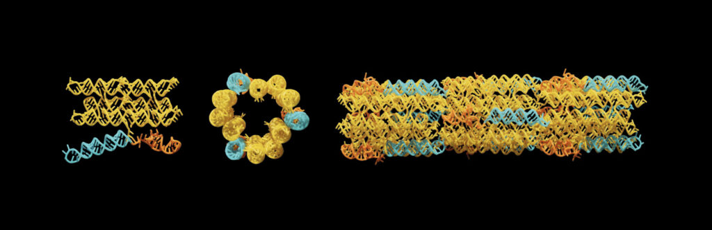 RNA-Origami-Nanoröhren entstehen aus einem 
einzigen RNA-Strang. Während der Transkription faltet 
sich die RNA zu Bausteinen mit drei Doppelsträngen 
und einer charakteristischen Krümmung von 120 Grad. 
Dadurch können sich die Bausteine zu röhrenförmigen Strukturen zusammenfügen und lange Nanoröhren bilden.